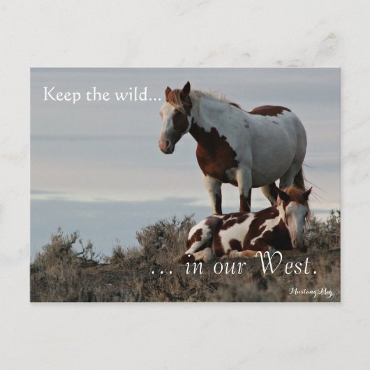 Carte Postale Famille sauvage, Préadressé : Sec de l'intérieur (Devant)