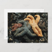 Carte Postale Famille Sea Star (Devant / Derrière)