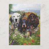 Carte Postale Famille Setters (Devant)