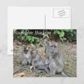 Carte Postale Famille singe de Singapour (Devant / Derrière)