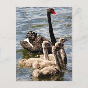 Carte Postale Famille Swan