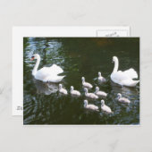 Carte Postale Famille Swan (Devant / Derrière)