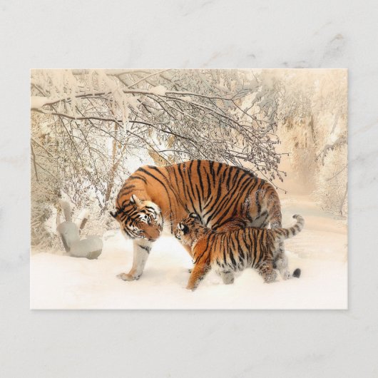 Carte Postale Famille Tiger en hiver (Devant)