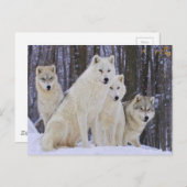Carte Postale Famille Wolf (Devant / Derrière)