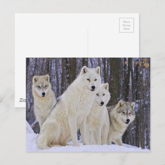 Carte Postale Famille Wolf (Devant / Derrière)