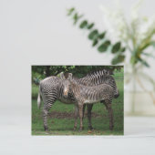 Carte Postale Famille Zebra (Debout devant)