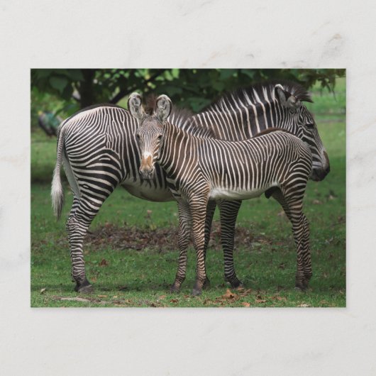 Carte Postale Famille Zebra (Devant)