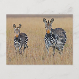 Carte Postale Famille Zebra en Savanna africaine Photo