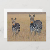 Carte Postale Famille Zebra en Savanna africaine Photo (Devant / Derrière)