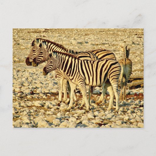 Carte Postale famille zèbre (Devant)