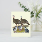 Carte Postale Family sauvage de Turkey (Debout devant)