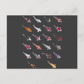 Carte Postale Fanatical à propos de Koi