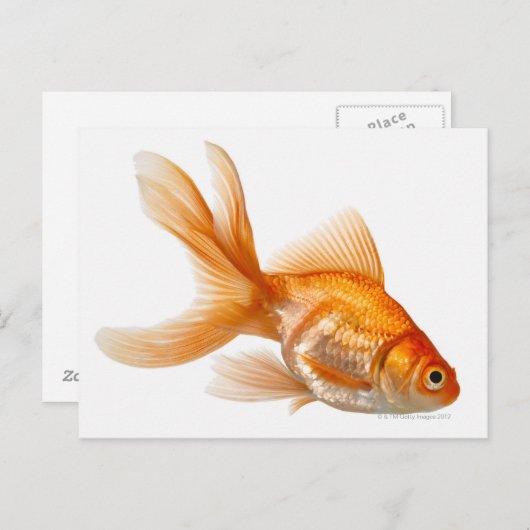 Carte Postale Fancy Goldfish (Devant / Derrière)