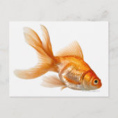 Carte Postale Fancy Goldfish (Devant)