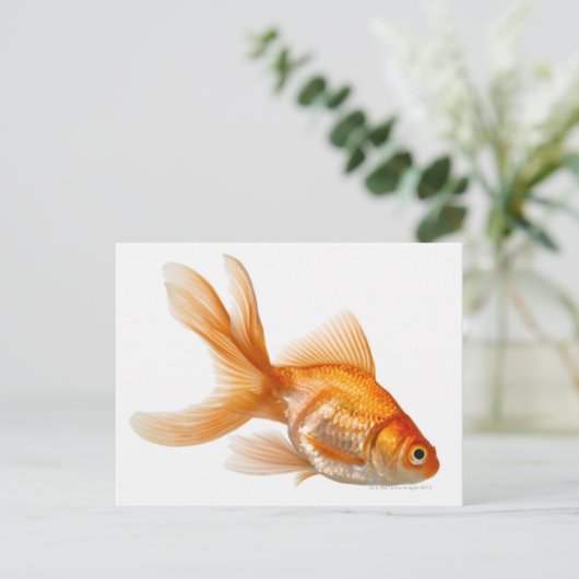 Carte Postale Fancy Goldfish (Debout devant)