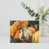 Carte postale Fancy Gourds Nature Photocard (Debout devant)