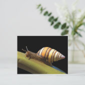 Carte postale Fancy Snail (Debout devant)