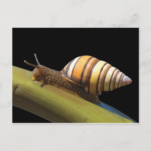 Carte postale Fancy Snail (Devant)