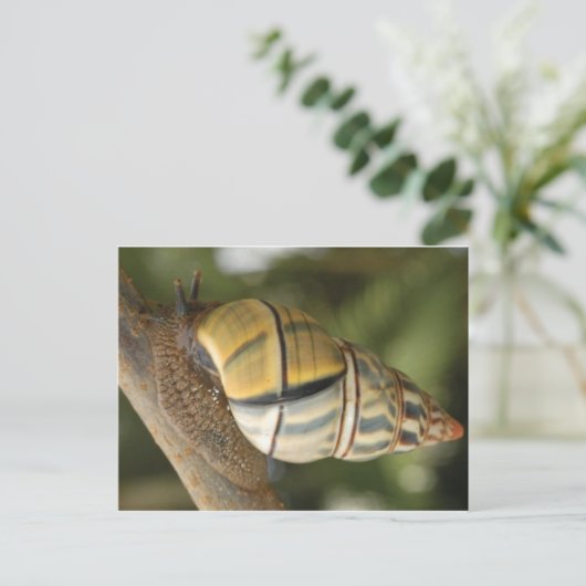 Carte postale Fancy Snail (Debout devant)