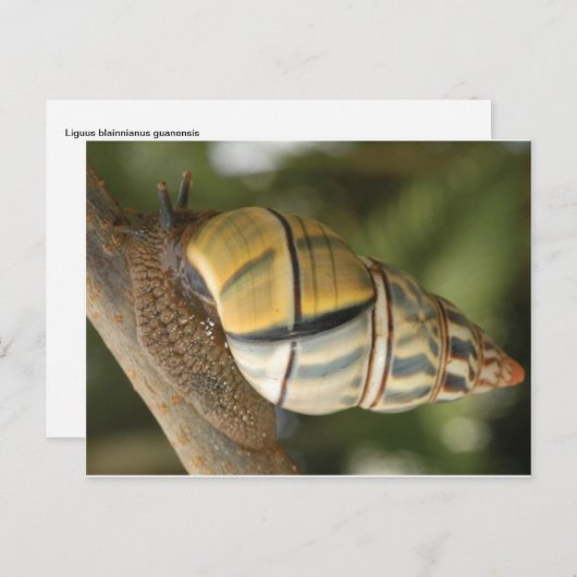 Carte postale Fancy Snail (Devant / Derrière)