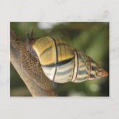 Carte postale Fancy Snail (Devant)
