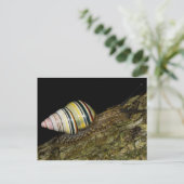 Carte postale Fancy Snail (Debout devant)