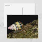 Carte postale Fancy Snail (Devant / Derrière)