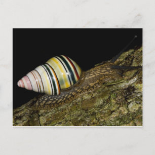 Carte postale Fancy Snail