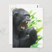 Carte postale Fangs (Devant / Derrière)