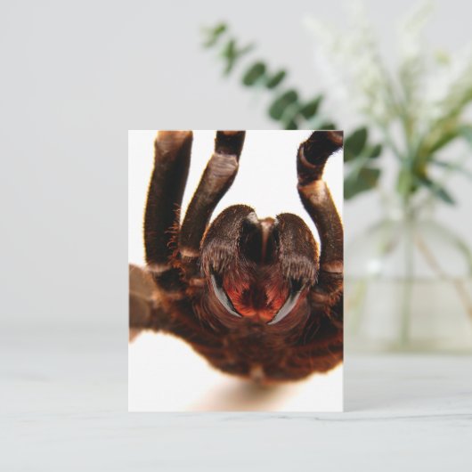Carte Postale Fangs - Tarantula Art Image 2 (Debout devant)