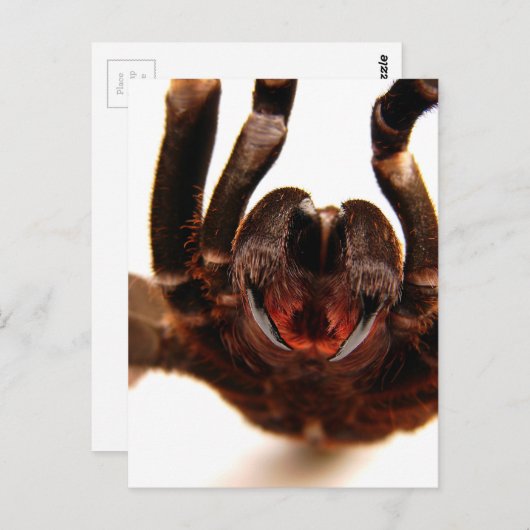 Carte Postale Fangs - Tarantula Art Image 2 (Devant / Derrière)