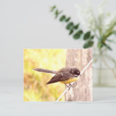 Carte Postale Fantail (Debout devant)