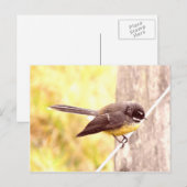 Carte Postale Fantail (Devant / Derrière)