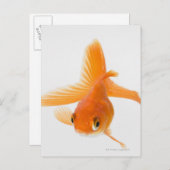 Carte Postale Fantail (Carassius auratus) (Devant / Derrière)
