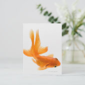 Carte Postale Fantail (Carassius auratus) 2 (Debout devant)