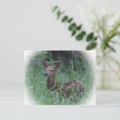 Carte Postale Faon (Debout devant)