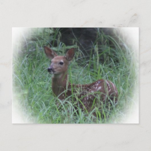Carte Postale Faon (Devant)
