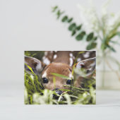 Carte postale - Faon (Debout devant)