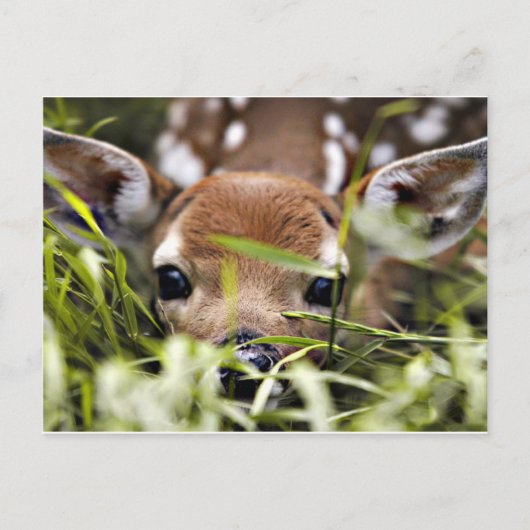 Carte postale - Faon (Devant)