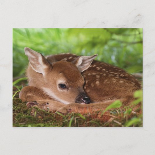 Carte Postale Faon de Cerf à queue blanche âgé de deux jours, Ke (Devant)