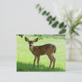 CARTE POSTALE FAON TACHETÉ (Debout devant)