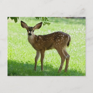 CARTE POSTALE FAON TACHETÉ