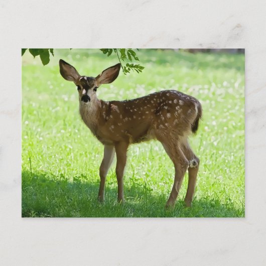 CARTE POSTALE FAON TACHETÉ (Devant)