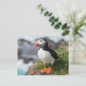 Carte Postale Farce de l'Atlantique dans le plumage de reproduct (Debout devant)