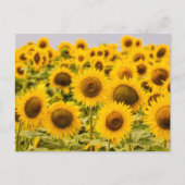 Carte Postale Farms | A Sunflower (Devant)