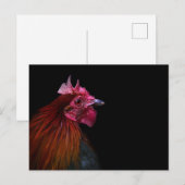 Carte Postale Farms | Rooster Head Shot (Devant / Derrière)
