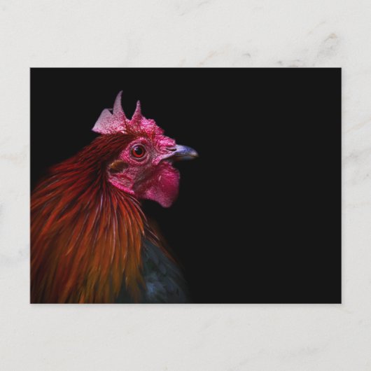 Carte Postale Farms | Rooster Head Shot (Devant)