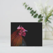 Carte Postale Farms | Rooster Head Shot (Debout devant)