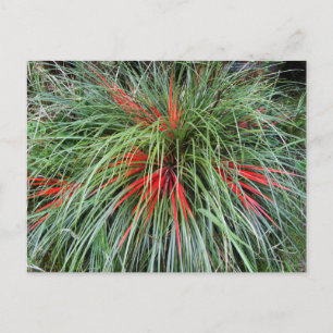 Carte Postale Fascicularia bicolor (Bromeliaceae), Chil Sud
