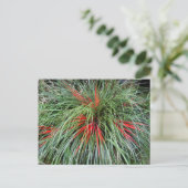 Carte Postale Fascicularia bicolor (Bromeliaceae), Chil Sud (Debout devant)